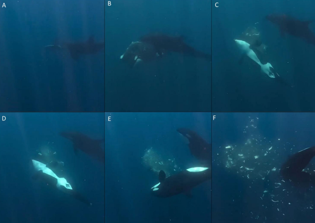 Orcas Explode Fish Into Confetti, Possibly for Fun, In ‘Astounding’ New Video